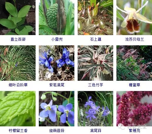 288种草本植物，没见过的赶紧收起来~