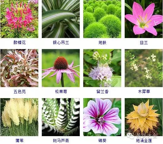 288种草本植物，没见过的赶紧收起来~