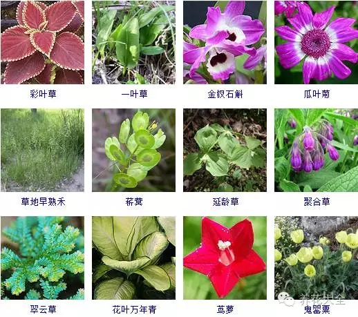 288种草本植物，没见过的赶紧收起来~