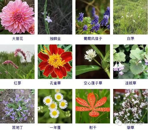 288种草本植物，没见过的赶紧收起来~