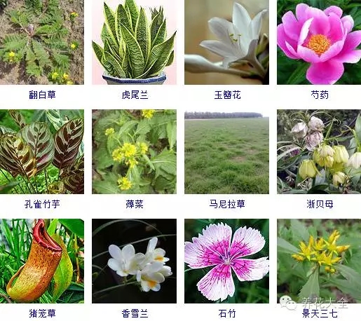 288种草本植物，没见过的赶紧收起来~