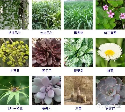 288种草本植物，没见过的赶紧收起来~