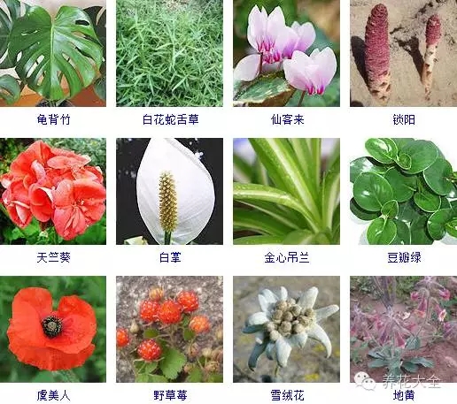 288种草本植物，没见过的赶紧收起来~