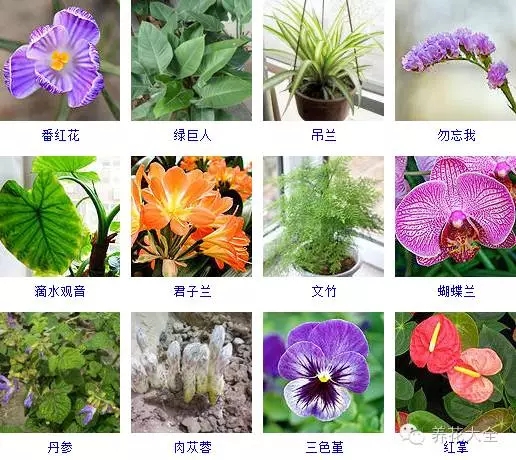 288种草本植物，没见过的赶紧收起来~