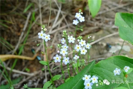 钝萼附地菜