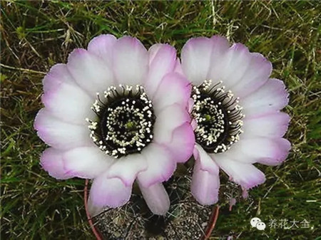 jajoiana Anemone