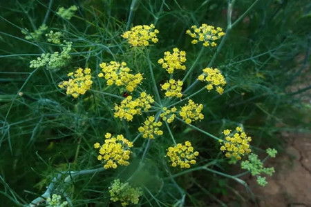 茴香花