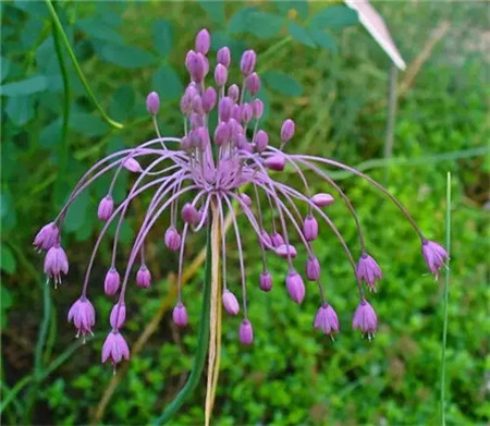 美丽的花葱