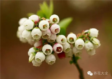 蓝莓的花