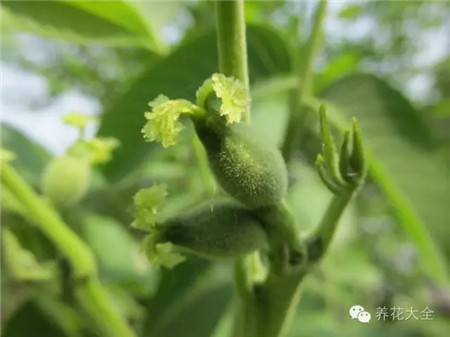 核桃开花