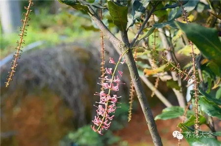 澳洲坚果开花