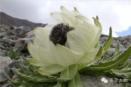 4.新疆天山雪莲