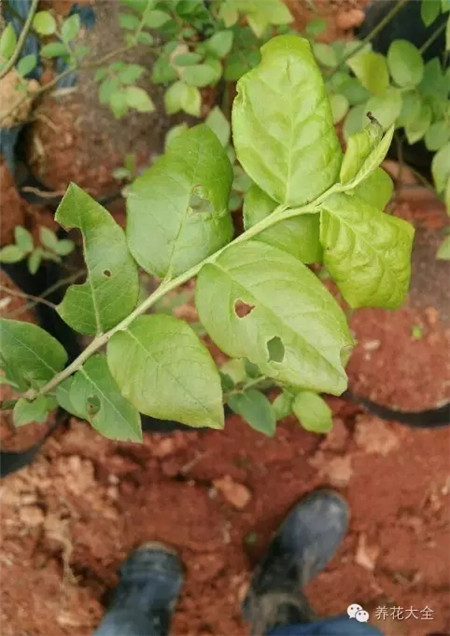 食叶害虫类