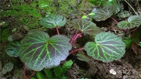 虎耳草花给黑色素催眠