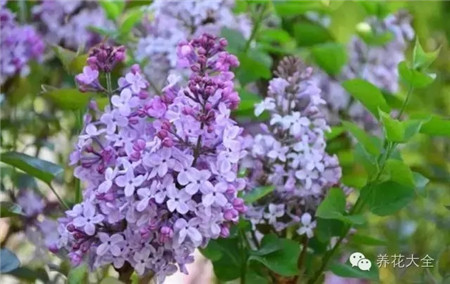 丁香花防止肌肤氧化