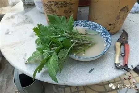 将菊花的枝条从中间截断