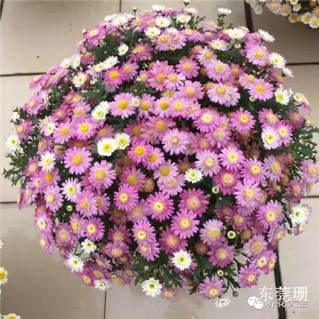 蓬蒿菊