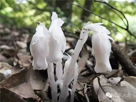 水晶兰药用