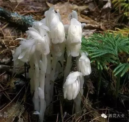 水晶兰的生长环境