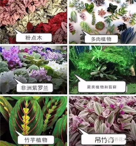 选择什么植物