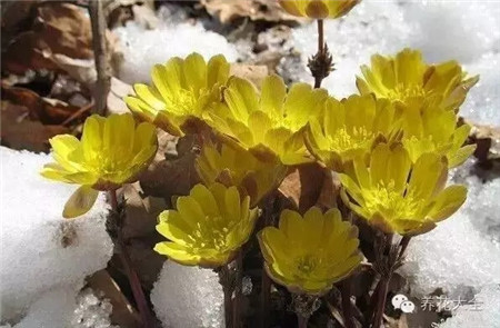 顶冰花