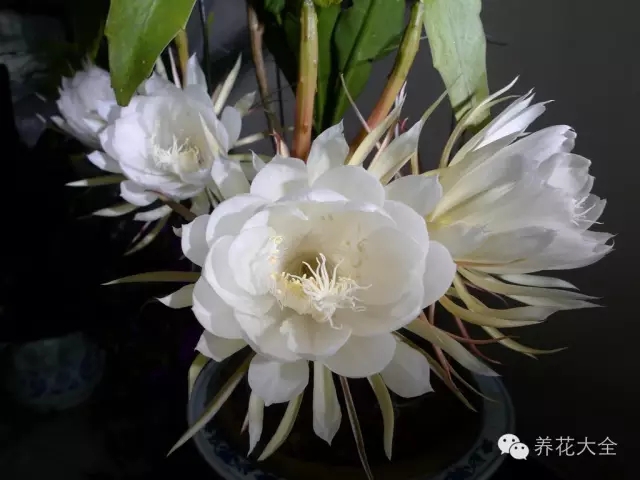 昙花