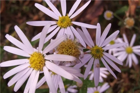 狗娃花