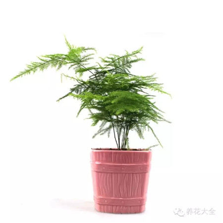 文竹 药用价值