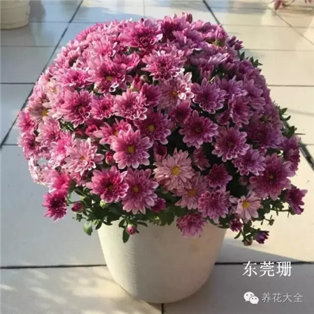 夏菊图片