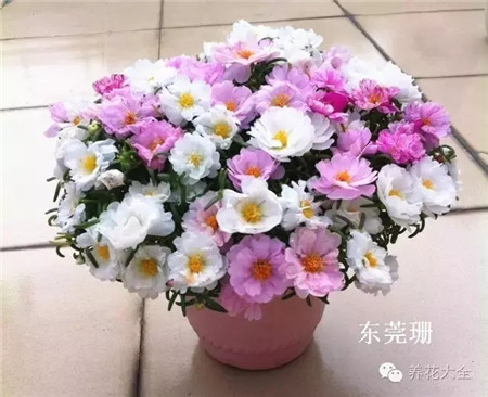 太阳花花球