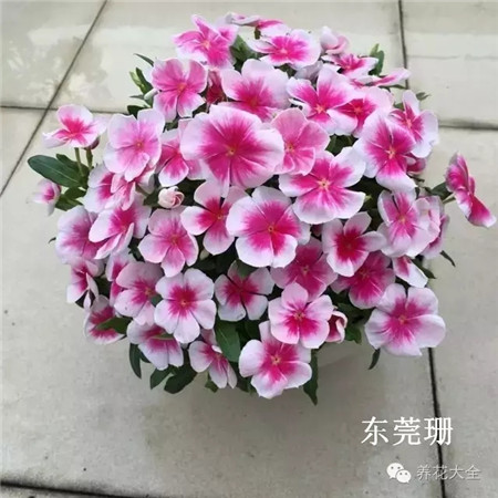 长春花