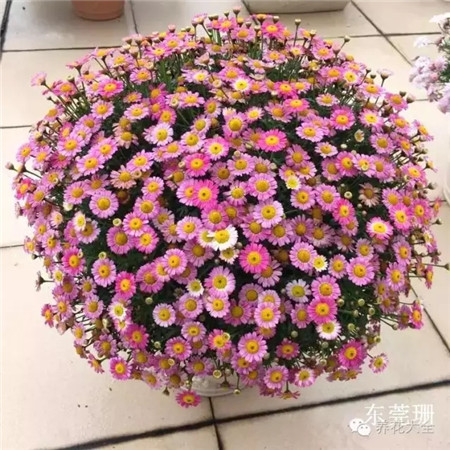 花球