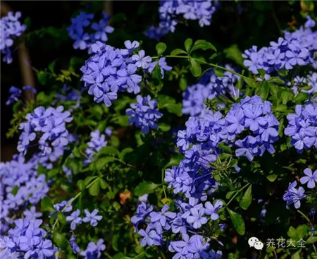 蓝雪花养护