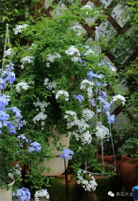 白色蓝雪花