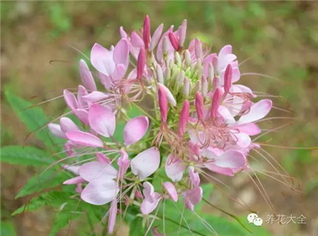 醉蝶花花开