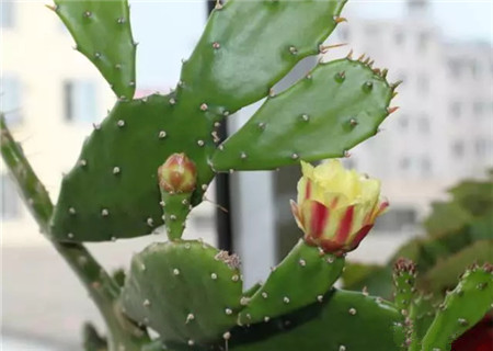 仙人掌花