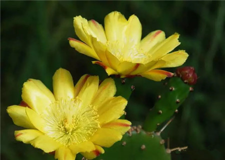 仙人掌花