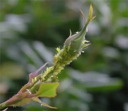 病虫害破坏