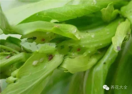 阳台种菜出现病虫害怎么办