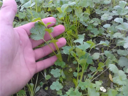 阳台种菜会招小虫子怎么办