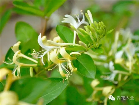 耐寒冷的植物