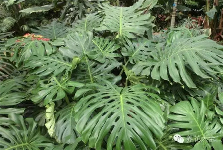 喜水湿的植物