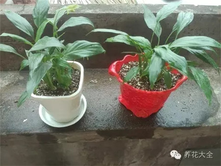 新植株