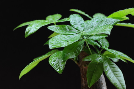 大型植物