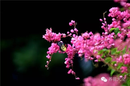 珊瑚藤花墙