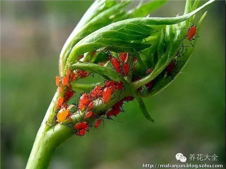 刺吸害虫类