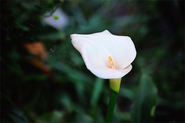 海芋花有毒吗