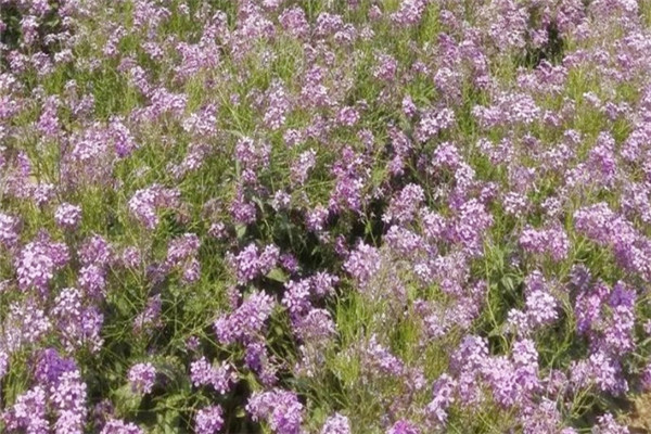 蓝香芥的作用是什么