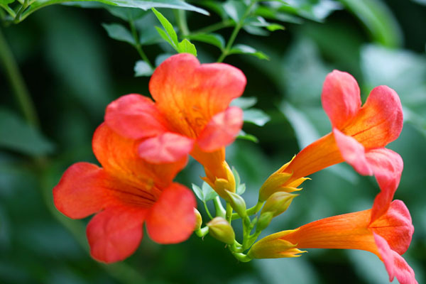 凌霄花虫害及防治方法