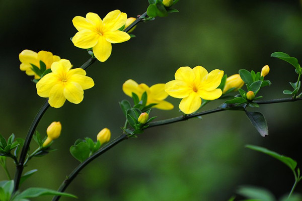 迎春花不开花怎么办